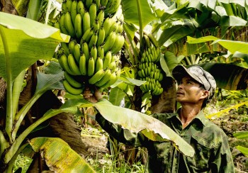 Lý do nông dân trồng chuối thu lời, sống khỏe là đây