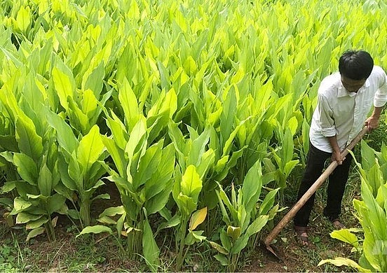 Người dân chăm sóc vườn nghệ. Người dân chăm sóc vườn nghệ.