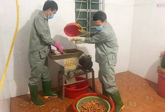 Ông Tạ Văn Túc đang nghiền, sơ chế nghệ tươi. Ông Tạ Văn Túc đang nghiền, sơ chế nghệ tươi.