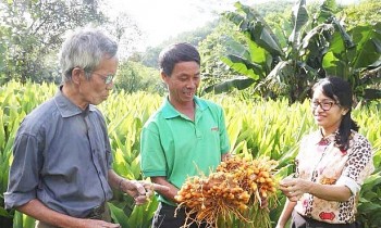 Đất bỏ hoang đem trồng loại cây này khi thu hoạch bán củ quý như vàng