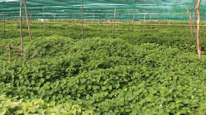 Thứ cây mọc khắp bờ bụi, người khen kẻ chê, dân trồng hái bán thu tiền quanh năm