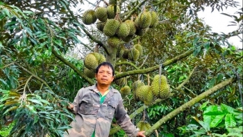 Lão nông Gia Lai chia sẻ bí quyết ép cây sầu riêng ra hoa, đậu quả trái vụ