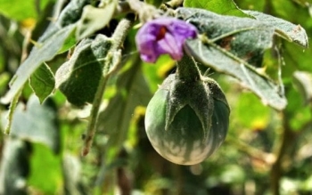 Quả dại xưa không ai ngó ngàng, nay trở thành đặc sản nổi tiếng ở Tây Nguyên