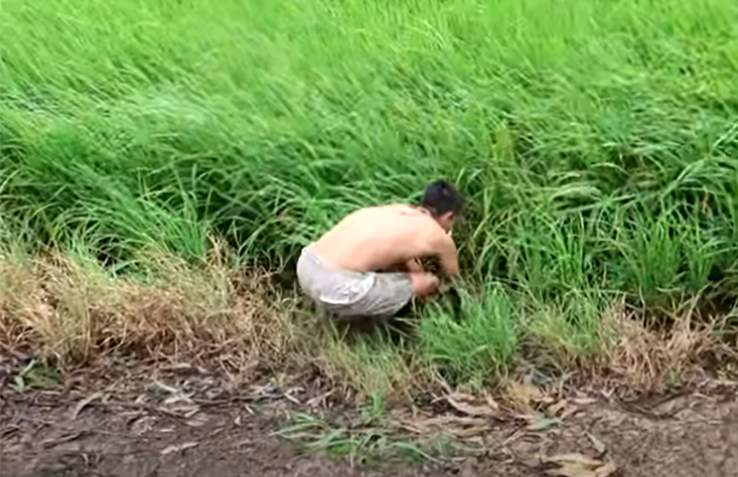 Loại rau không trồng cũng mọc sum suê, dân nhổ bán kiếm 600.000 đồng/ngày