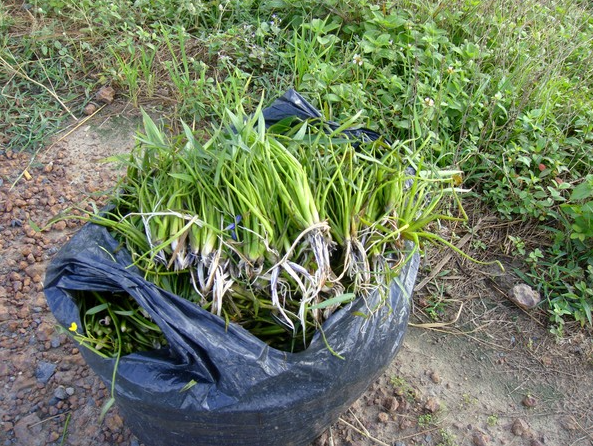 Loại rau không trồng cũng mọc sum suê, dân nhổ bán kiếm 600.000 đồng/ngày