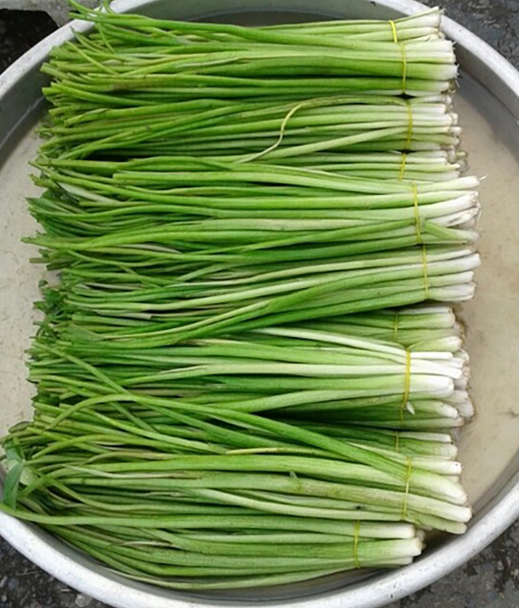 Loại rau không trồng cũng mọc sum suê, dân nhổ bán kiếm 600.000 đồng/ngày