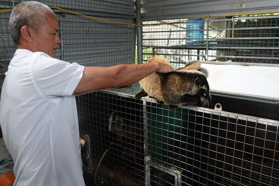 Ông Cường chăm sóc những con chồn béo mũm trong chuồng nuôi của gia đình Ông Cường chăm sóc những con chồn béo mũm trong chuồng nuôi của gia đình