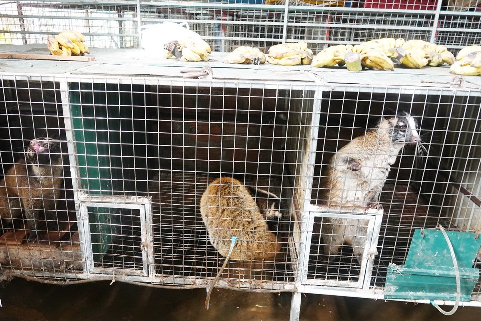 Thức ăn chính của chồn là các loài cá tạp và quả ngọt Thức ăn chính của chồn là các loài cá tạp và quả ngọt