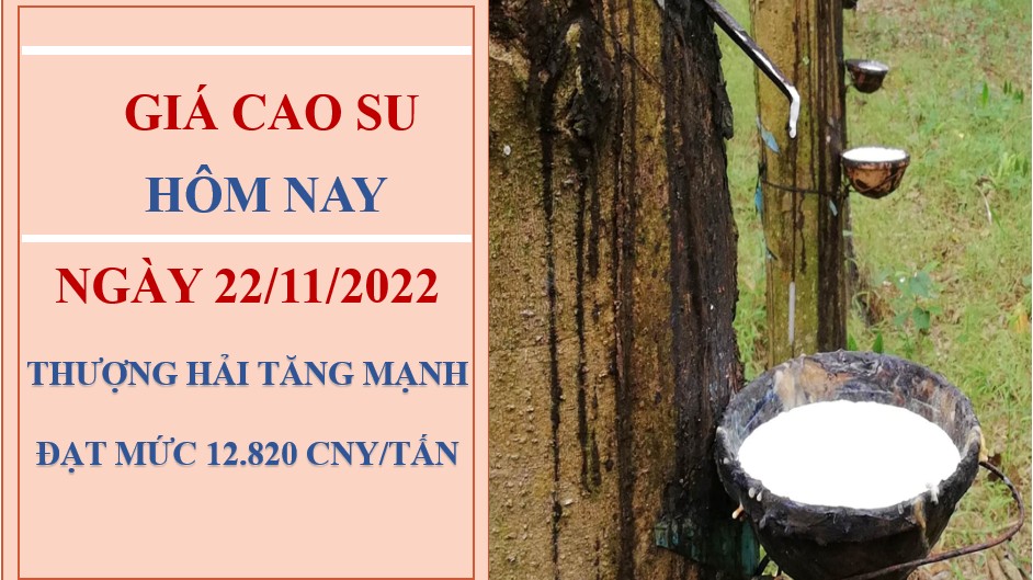 Giá cao su hôm nay 22/11/2022: Tăng mạnh tại các sàn châu Á