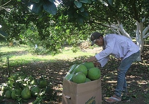 Thu hoạch bưởi tại vườn bưởi xã Sông Xoài, thị xã Phú Mỹ.