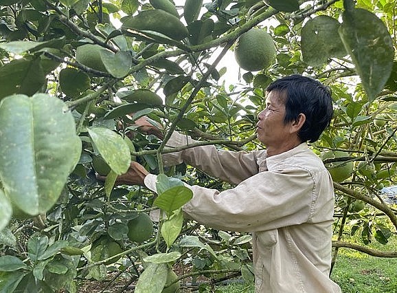 Bà Rịa-Vũng Tàu hiện có 1.163ha bưởi, sản lượng ước đạt 4.500 tấn/năm.