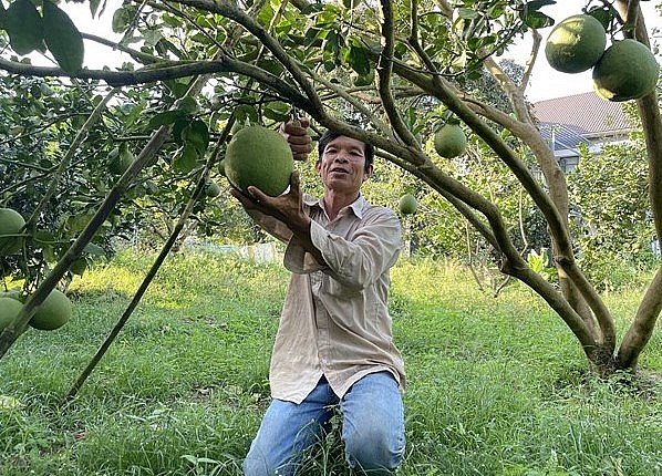 tỉnh đã có 4 vùng bưởi được phép xuất khẩu sang thị trường Mỹ.