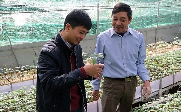 Ông Phạm Văn Ngọc, chủ một cơ sở tiên phong trồng Sâm Lai Châu tại bản Xin Chải, xã Giang Ma (Tam Đường, Lai Châu)