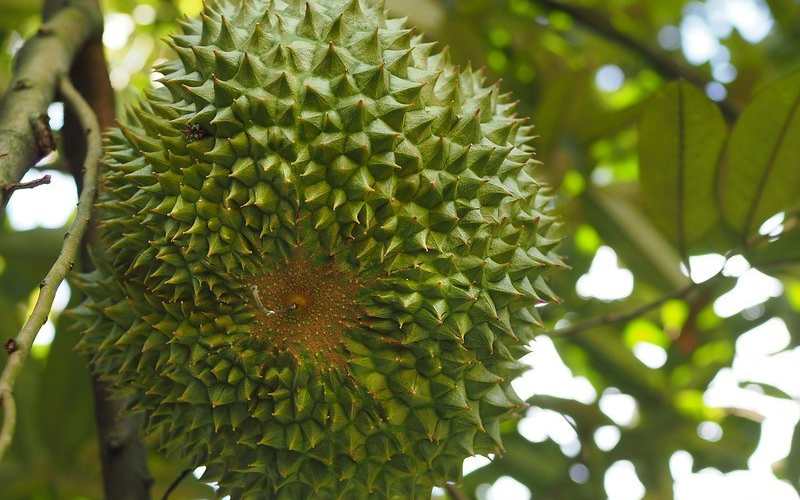 Sầu riêng Black Thorn được lai tạo từ một người tên là Bagi Kau Sầu riêng Black Thorn được lai tạo từ một người tên là Bagi Kau