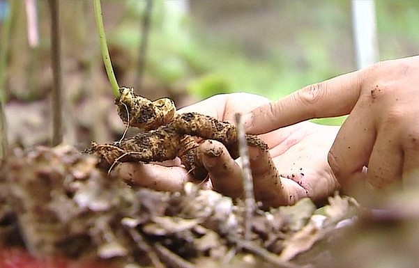 trên dãy núi Pu Si Lung đang lưu giữ và bảo vệ vườn sâm quý hiếm với 4.800 gốc sâm bố mẹ, tuổi đời ít nhất cũng 30 năm