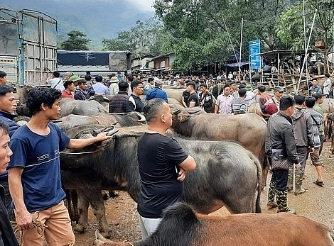 Chợ Nghiên Loan, chợ trâu, bò lớn nhất miền Bắc có mức giao dịch chỉ bằng 50% so với trước khi có dịch Covid-19 vào năm 2020.