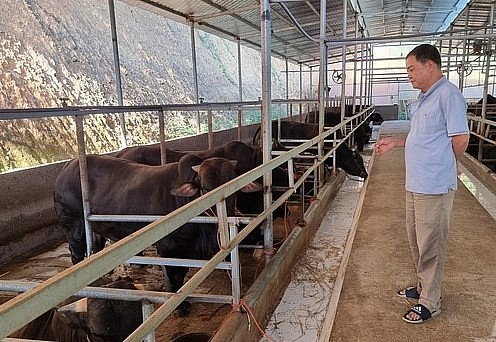 A Thắng mong muốn thị trường Trung Quốc mở cửa trở lại để giá trị trâu, bò trở lại như trước.