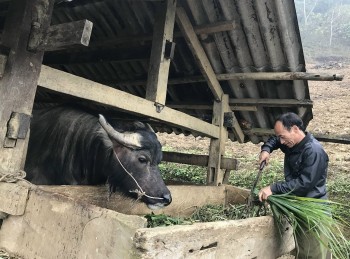 Trâu bò giảm giá mất 50%, người chăn nuôi lo mất Tết chờ mở biên xuất khẩu