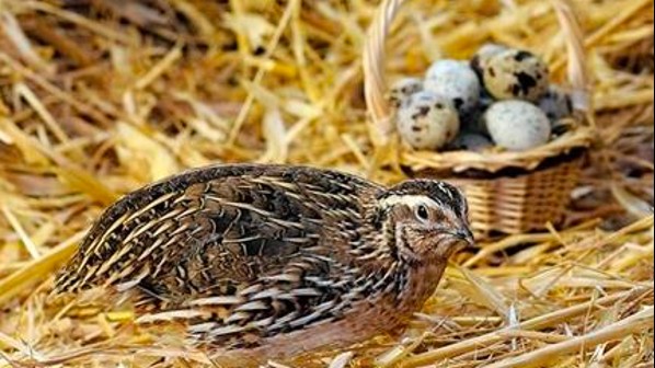 Loài đặc sản bé như nắm tay, tưởng nuôi chơi ai ngờ kiếm 1 triệu/ngày