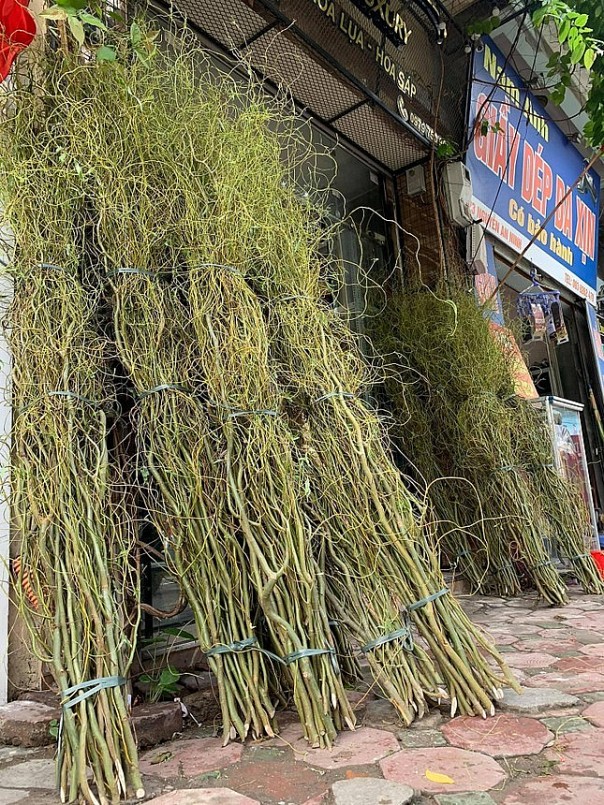 Cành dài từ 1,2 - 1,8m có giá 35.000 đồng/cành