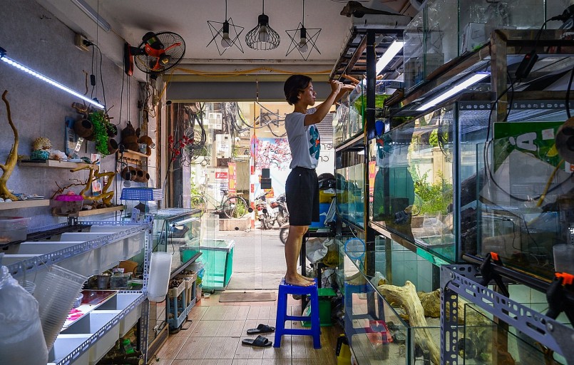 Phượng cho biết, loài động vật này khá dễ nuôi và không tốn kém. Đối với người chơi bình thường thì chỉ cần cấp ẩm đầy đủ, thức ăn không quá quan trọng vì người ăn gì chúng ăn nấy. Vào mùa hè, người nuôi nên đắp khăn ẩm lên miệng bể nuôi hoặc đặt chai nước đá treo bên trong bể, mùa đông có thể sử dụng thiết bị sưởi ấm.