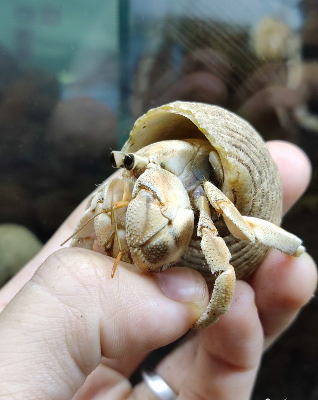 Một số chủng loại ốc mượn hồn do nữ chủ nhân sưu tầm.