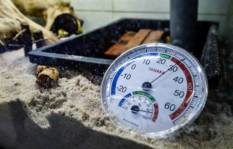 Môi trường sống cũng rất quan trọng, nhiệt độ lý tưởng thường phải duy trì từ 22-28 độ C, độ ẩm trên 85%. Phần nền được sử dụng là cát hoặc rêu. Cơ thể của ốc mượn hồn yếu nhất vào giai đoạn thay vỏ, nền cát giúp chúng có nơi trú ẩn, tránh bị đồng loại ăn thịt.