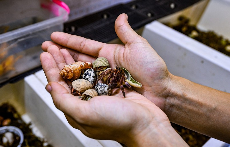 Nổi bật trong bộ sưu tập của Phượng là cá thể Brevimanus tuổi thọ gần 30 năm, được tìm thấy tại Indonesia. Nó có đặc trưng là càng to so hơn so với các loài khác. 