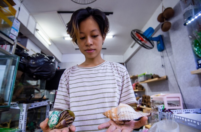 Để phối giống nhân tạo, người nuôi cần phải tạo được môi trường giống nước biển thì trứng mới nở. Tuy nhiên, hiện chưa nhiều người có thể thực hiện được điều này.