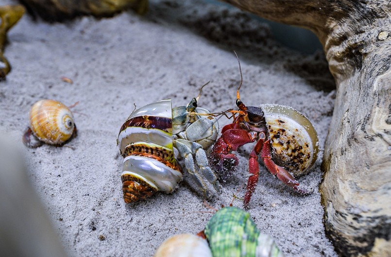 Tại Việt Nam, ốc mượn hồn thường được tìm thấy ở Đảo Phú Quý (Bình Thuận), Cù Lao Chàm (Hội An, Quảng Nam) và có đa dạng các dòng như: Violasen, Rugo Albino, Pelartus...