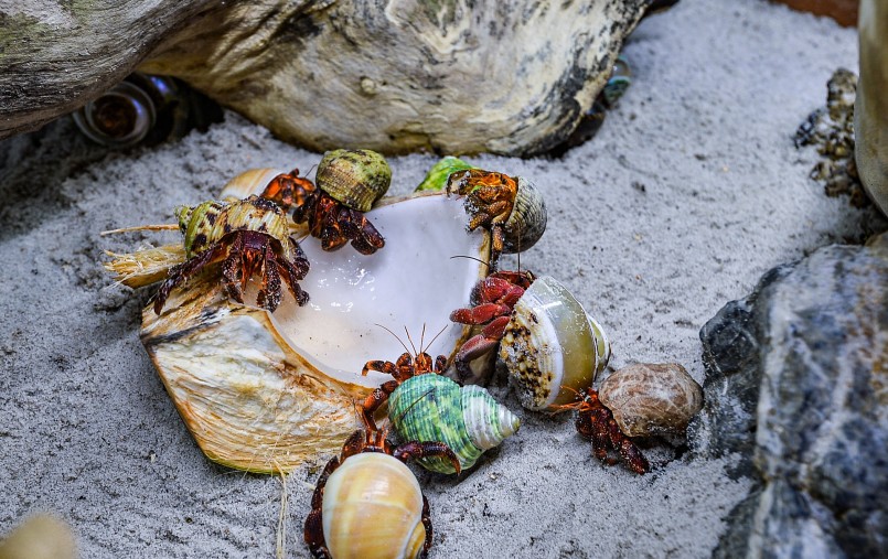 Ban đầu Phượng chỉ có ý định nuôi chơi nhưng vì bạn bè hỏi mua quá nhiều, chị đã mạnh dạn mở cửa hàng. Lúc mới khởi nghiệp, 9X gặp không ít khó khăn vì phải đầu tư nhiều thiết bị. Việc chăm sóc chuyên nghiệp cũng cần phải bài bản hơn so với nuôi chơi. Hiện tại, Phượng kinh doanh khá ổn định, xuất đi khoảng 400 đến 500 đơn hàng mỗi tháng. 