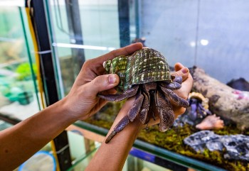 Kinh ngạc với bộ sưu tập hơn 6.000 con ốc độc lạ, mỗi con giá hàng triệu đồng