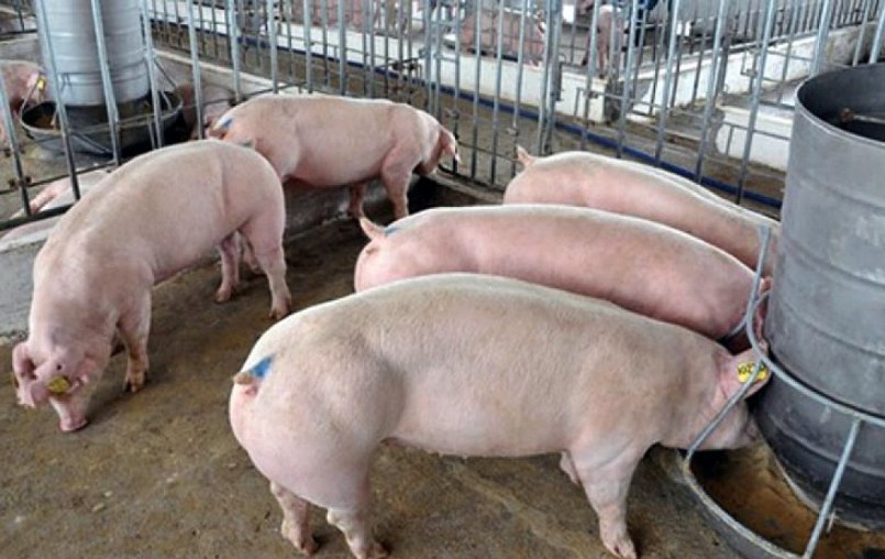 việc bán heo qua đường tiểu ngạch không còn dễ như trước đây.