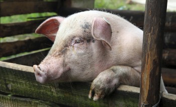 Giá heo hơi hôm nay 23/11 tăng mạnh ở miền Bắc - Cửa xuất khẩu rất hẹp, giá heo khó đột biến