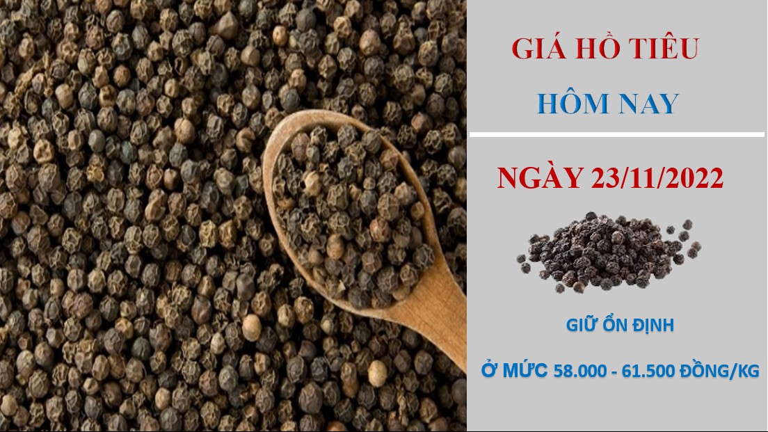 Giá hồ tiêu hôm nay 23/11/2022: Trung Quốc tăng mua, giá tiêu tăng nhẹ