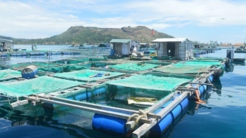 Quảng Ngãi: Nâng cao chất lượng nông lâm thủy sản nhờ đẩy mạnh ứng dụng khoa học công nghệ