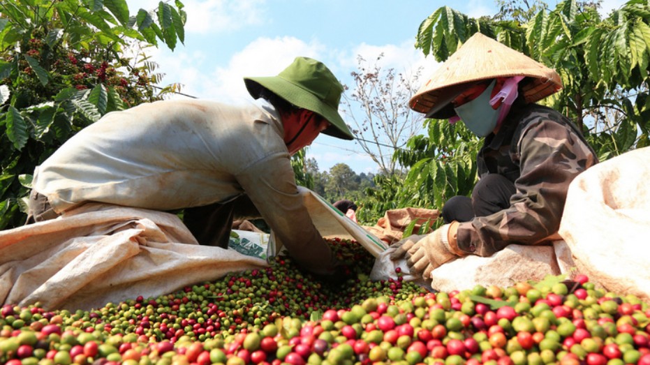 Xuất khẩu cà phê trên đà tăng trưởng tốt