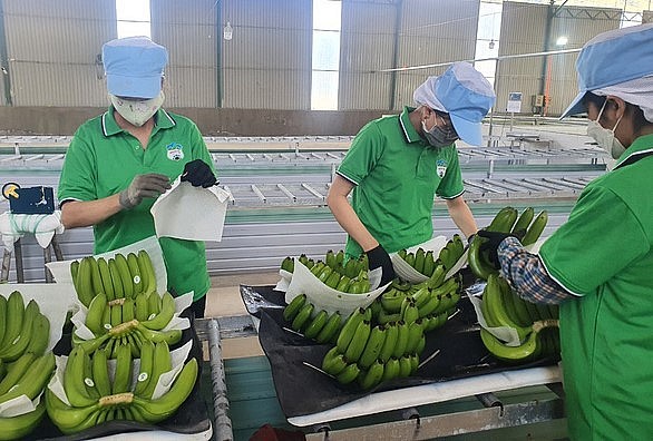 Sơ chế chuối tại doanh nghiệp trước khi xuất khẩu.