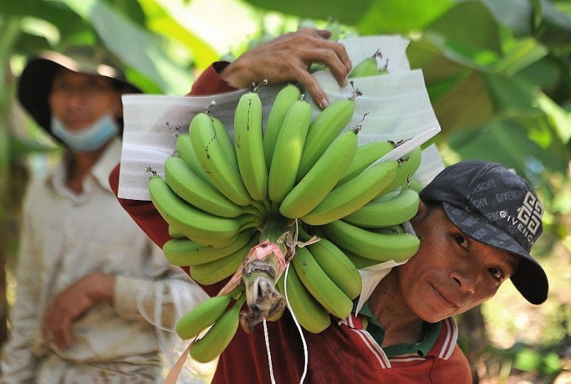 Trung Quốc đang đẩy mạnh thu mua khiến giá chuối tại Việt Nam tăng mạnh.