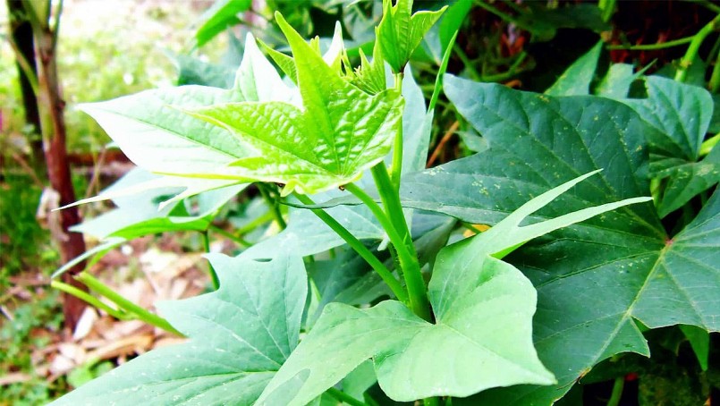 Rau xưa chỉ cho lợn ăn hóa ra là “nữ hoàng rau”, nấu canh ăn đại bổ, chống được cả ung thư