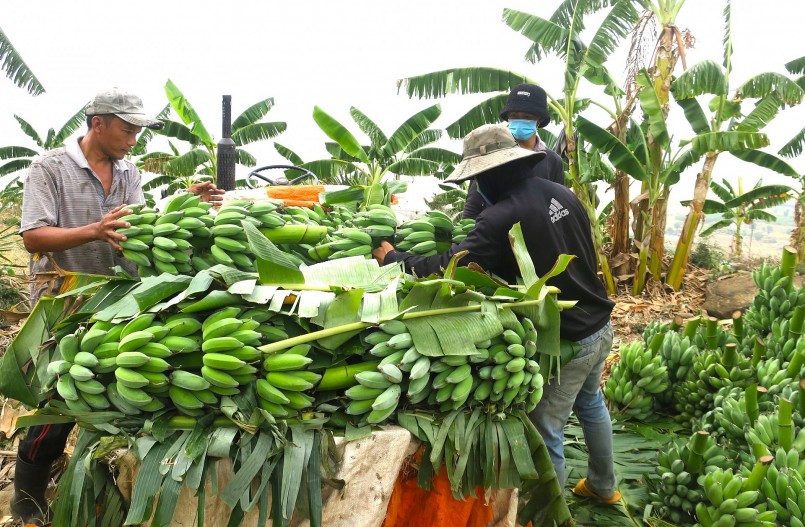 Hiện cả nước có hơn 130.000 ha trồng chuối, sản lượng 2,1 triệu tấn/năm. 