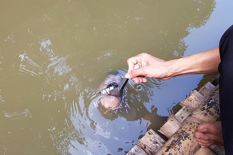 Đàn cá nghe tiếng bát gõ là tập trung vào một chỗ chờ được bón cơm .