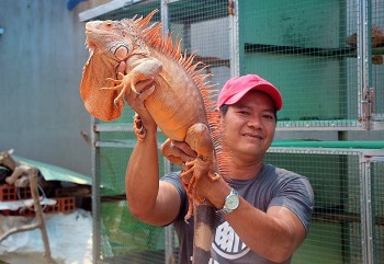 Con độc lạ: Nuôi con nhìn thì dữ tợn nhưng chỉ ăn chay, mỗi năm bỏ túi vài trăm triệu