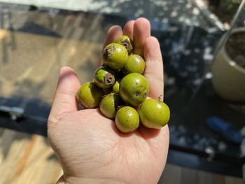 Loại quả xưa rụng đầy rừng không ai nhặt, nay 45.000 đồng/kg muốn mua phải đặt trước