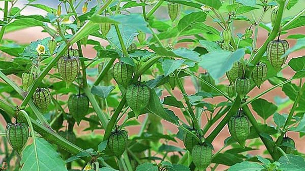 Loài cây vừa là "đặc sản” hấp dẫn, vừa là dược liệu quý