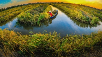 Tác phẩm "Lúa cấy bệ một bụi đỏ"