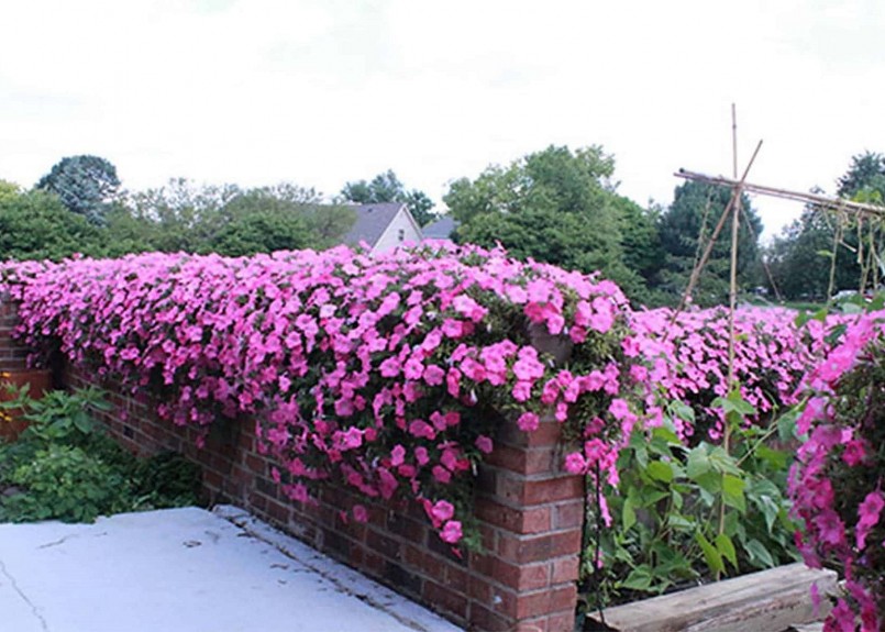 Hoa có màu sắc nổi bật như những ngọn lửa rực rỡ trong nắng