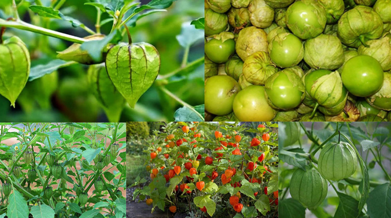 Cây tầm bóp có tác dụng gì? Những bài thuốc tốt cho sức khỏe con người Cây tầm bóp có tác dụng gì? Những bài thuốc tốt cho sức khỏe con người