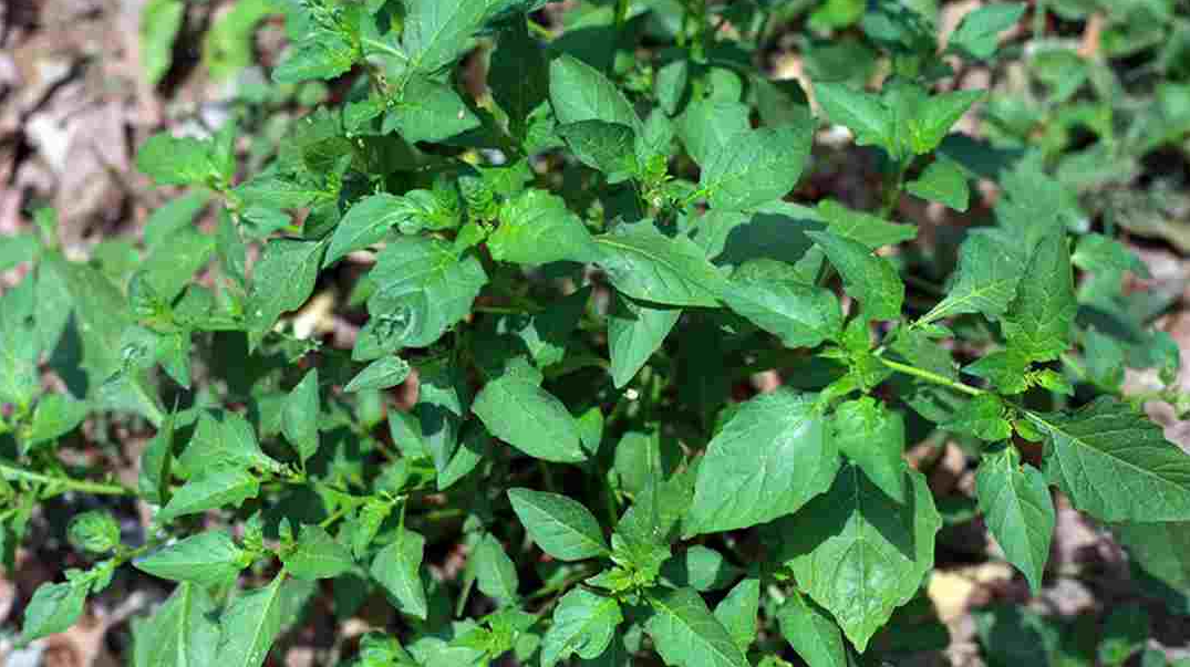 Cây tầm bóp có tác dụng gì? Những bài thuốc tốt cho sức khỏe con người Cây tầm bóp có tác dụng gì? Những bài thuốc tốt cho sức khỏe con người