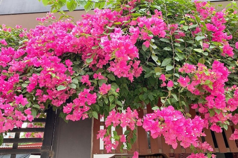 Hoa giấy là một loại cây được trồng rất phổ biến hiện nay.